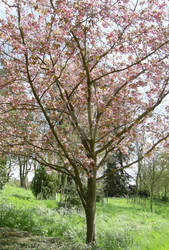 Pink Tree