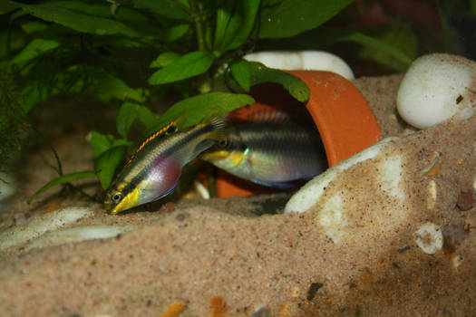 Rainbow cichlids