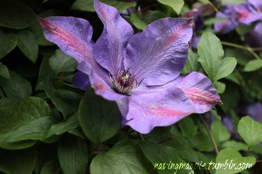 Clematis