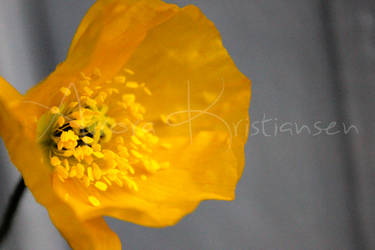 Yellow Flower