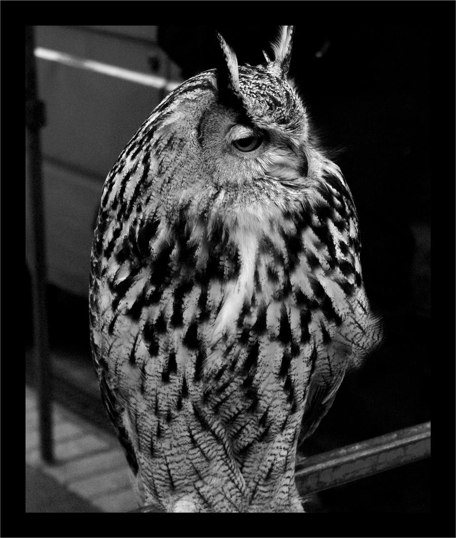 Owl- In Black and White