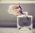 Rosebud tear by ymefreak