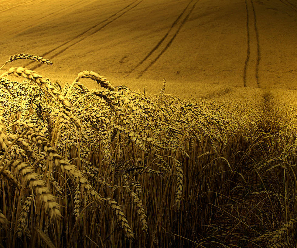Энергия урожая. Зерновые культуры. Урожай пшеницы. Поле солода. Паттерн пшеница.