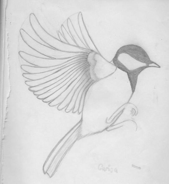Great-tit sketch by Kaya-Wolfnight on DeviantArt