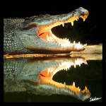 Crocodile Squared by furryphotos