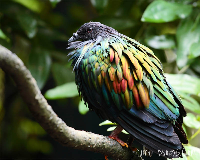 JBP - Nicobar Pigeon