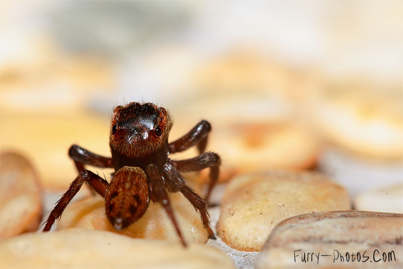 The Shy Spider by furryphotos