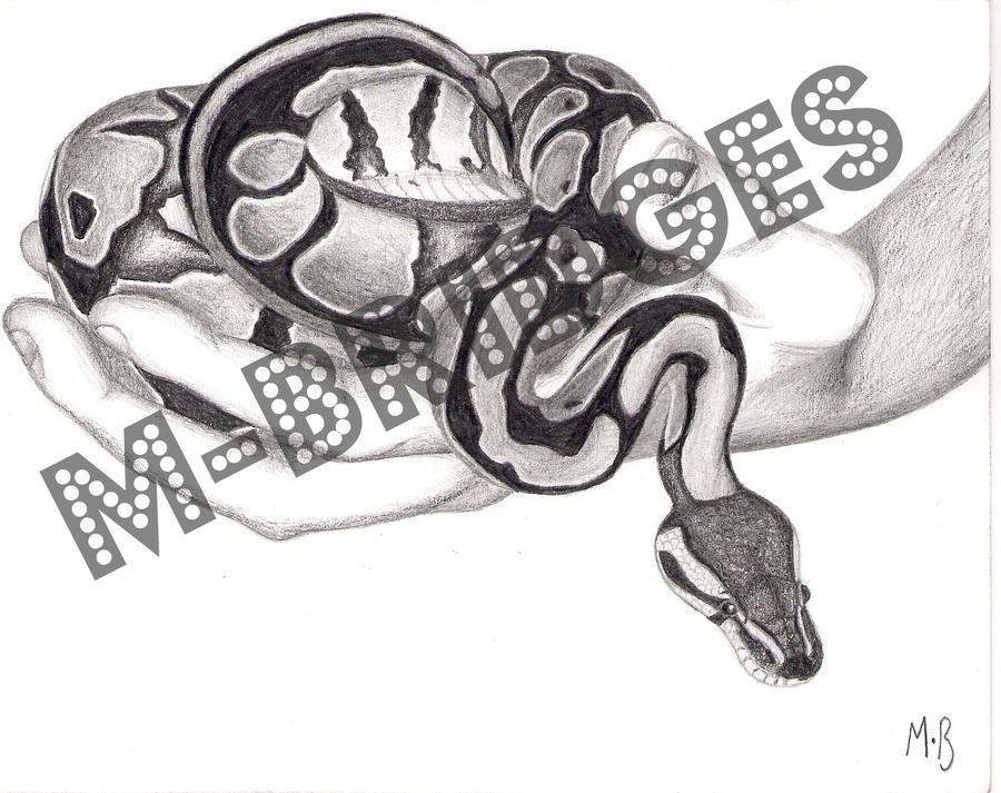 Baby royal python by M-Bridges on DeviantArt