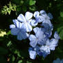 Blue Flowers