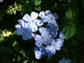 Blue Flowers