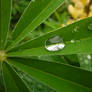 Rain drop on leaf II