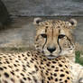 The Lazy Cheetah