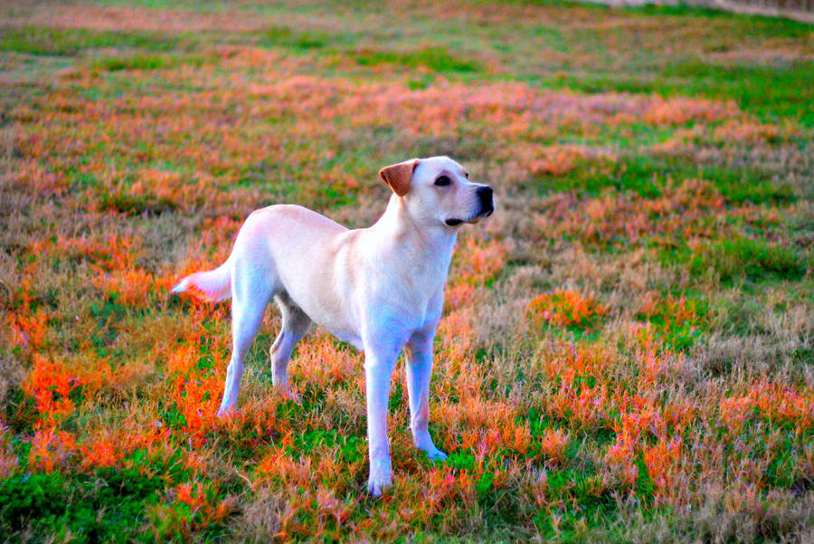 Neighbor's Dog by wolfloversas