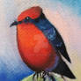 Vermilion Flycatcher in oil pastel