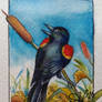 AC 001 Red Winged Blackbird