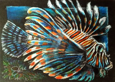 AC 003 Common Lionfish
