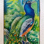 AC 005 Blue Peafowl