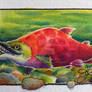 AC 006 Sockeye Salmon