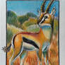 AC 007 Thomson's Gazelle
