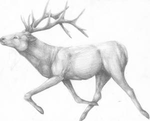 Elk Running