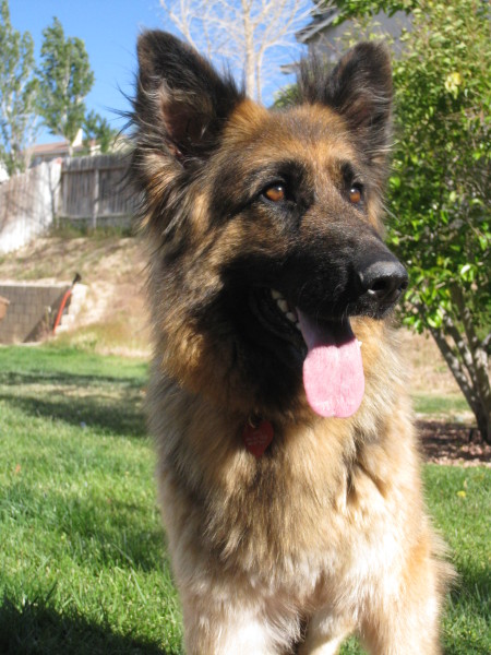 Beautiful Gsd