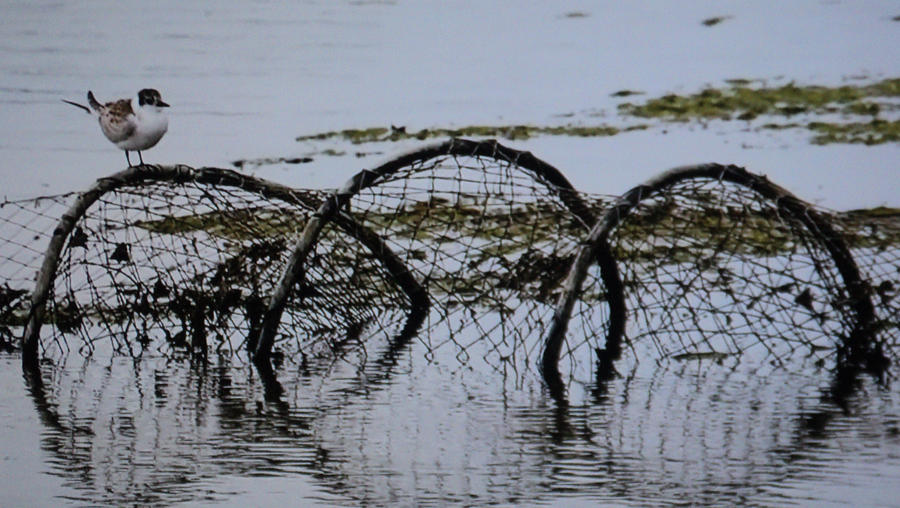 Fishing on Danube