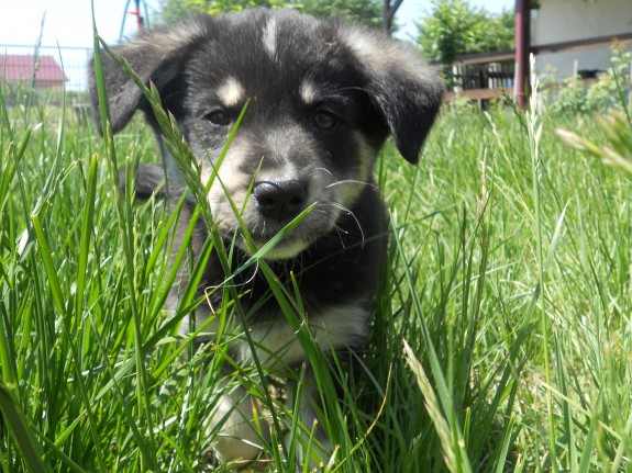 A little trip in the grass