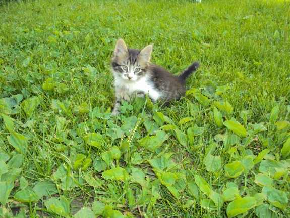 In a clover field