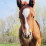 The Spring Colt