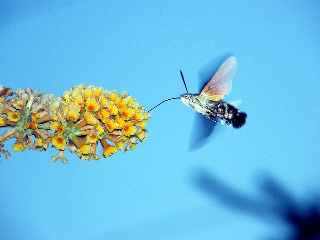 Hawk-moth