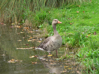 greylag 2  Graugans 2