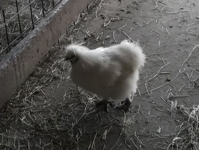 Fluffy White Chicken Of Love