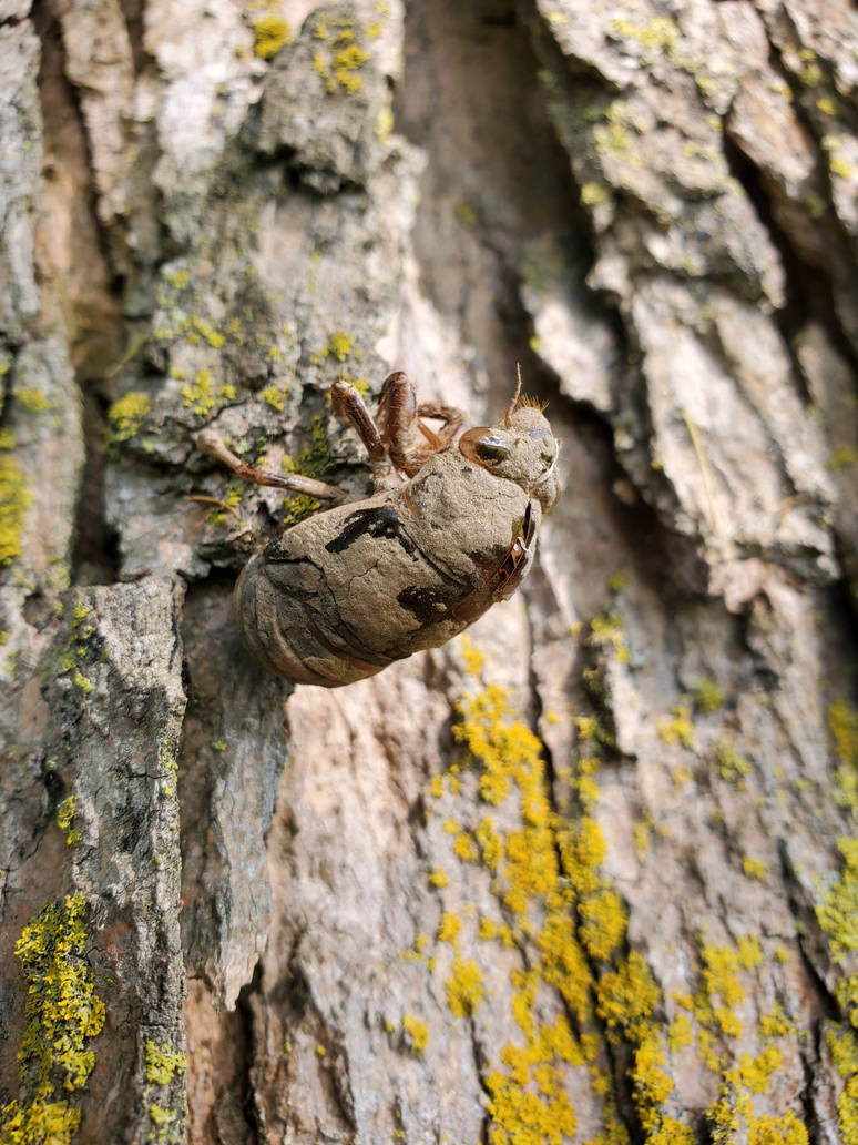 Locust shell by Butterflyfairy2001 on DeviantArt