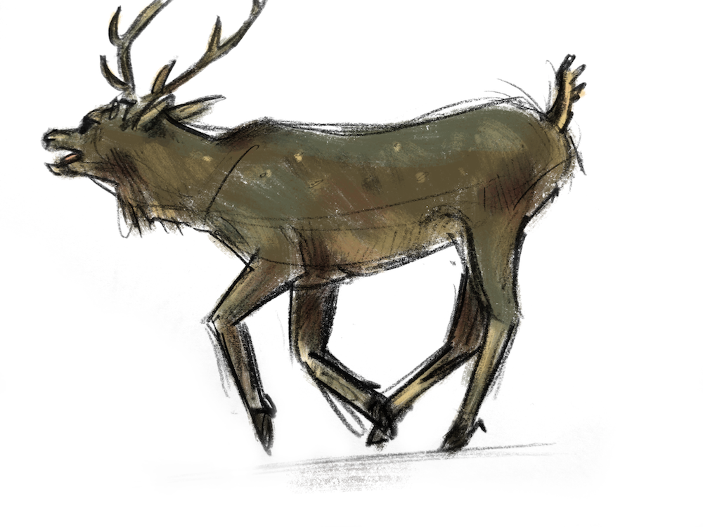 Deer