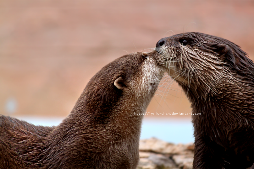 Otter Kiss