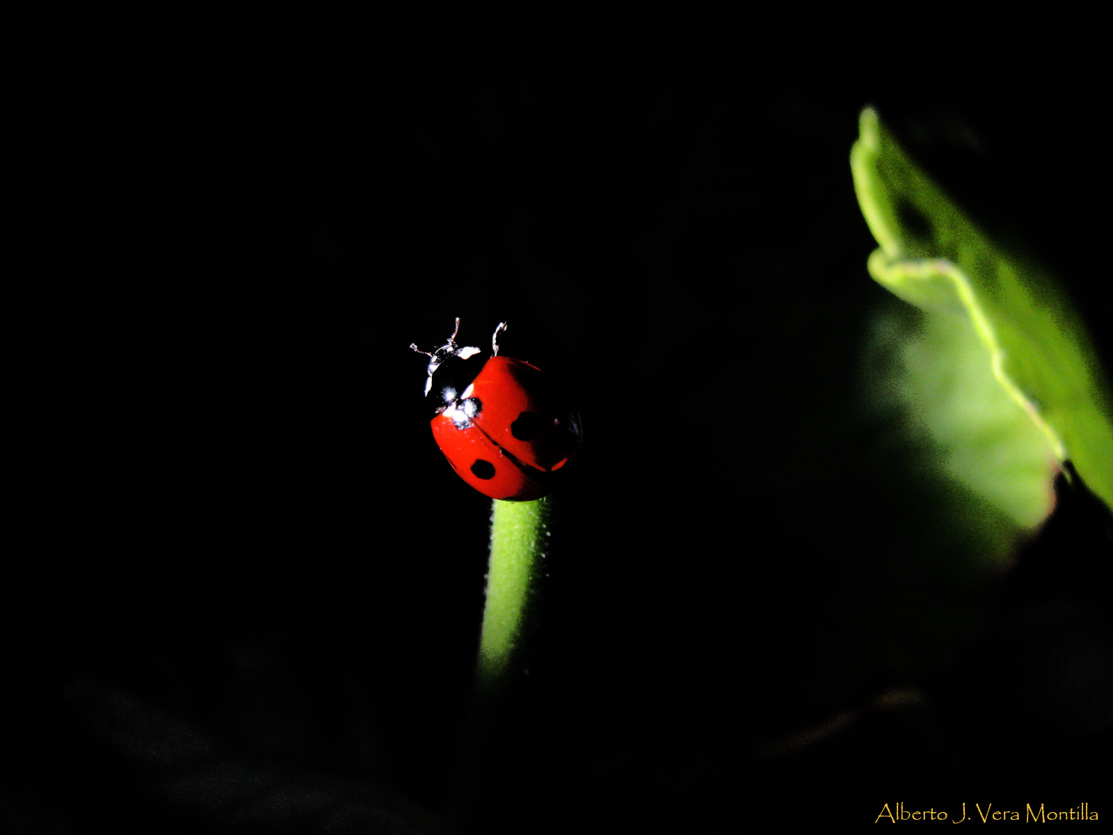 Ladybug