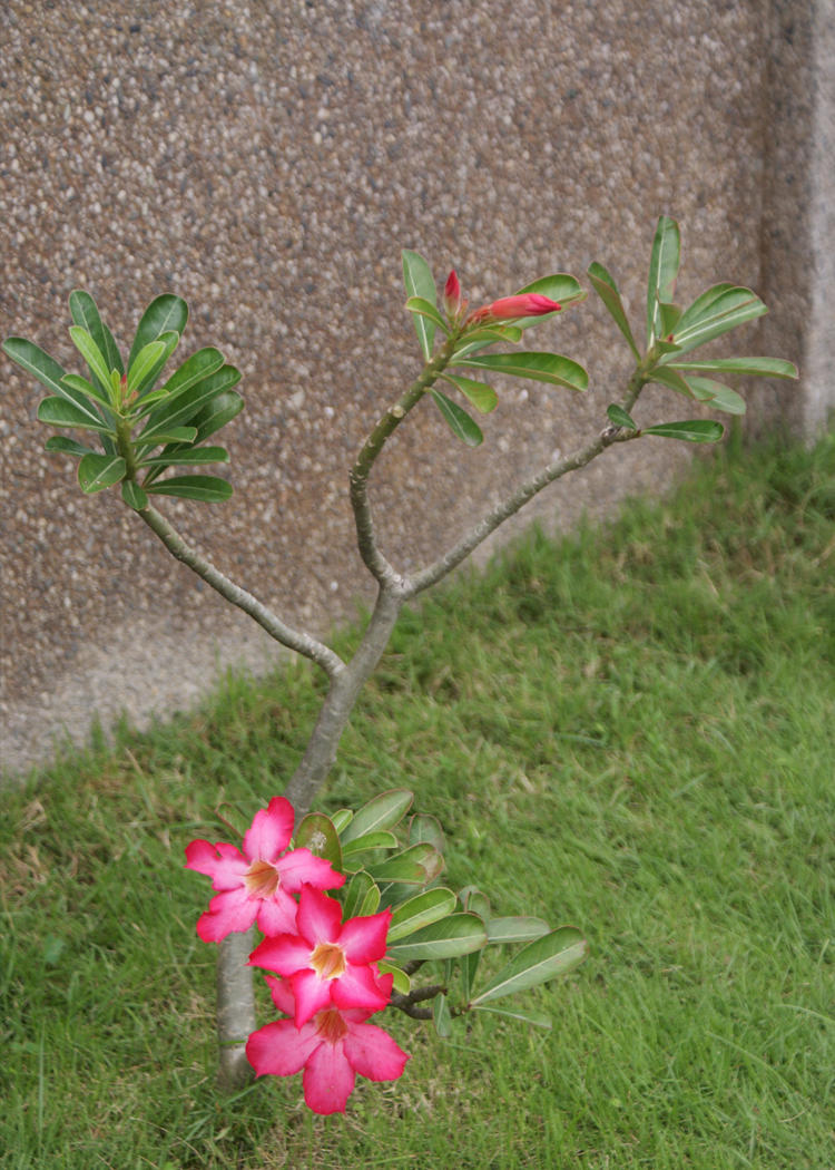 Calachuchi by turtleadnerb on DeviantArt