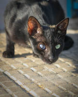 Blue Green Eyed Cat