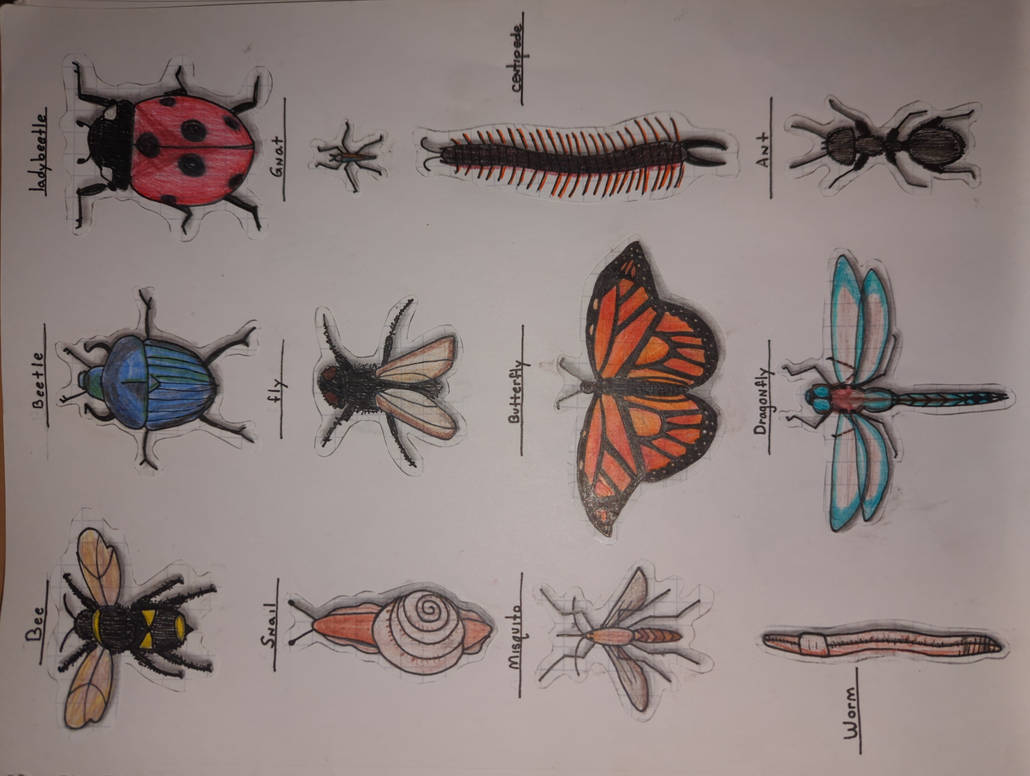 All Insects List Deviantart Insects and Bugs by KtlynBaker on DeviantArt