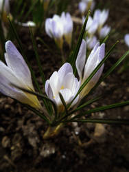 Crocus