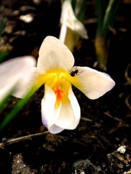 Crocus 3