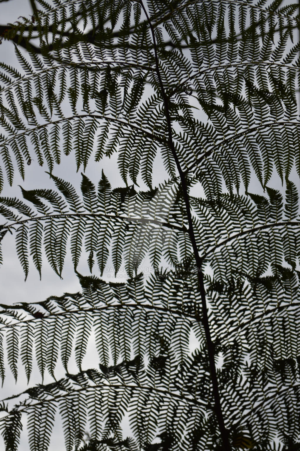 under the fern