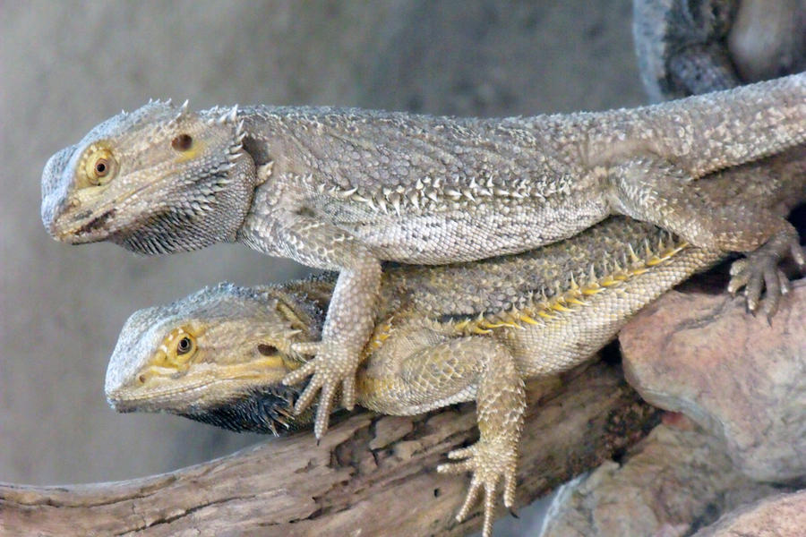 Stackable: Bearded Dragons