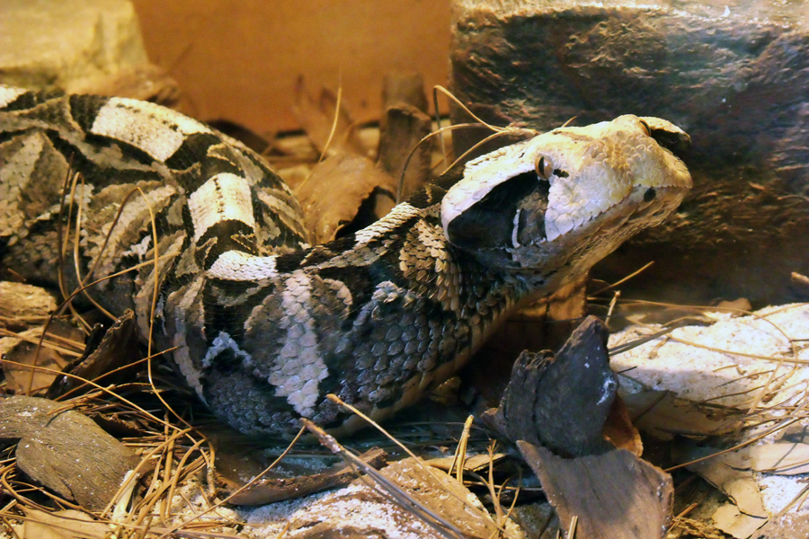 Gaboon Viper