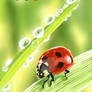 Ladybug