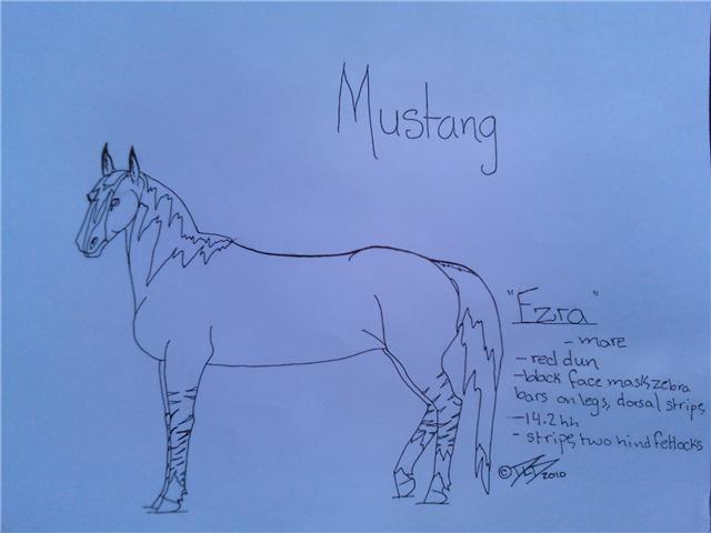 Ezra-Spanish Mustang