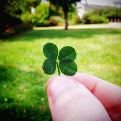 Lucky four-leaf clover