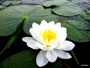 Water Lily