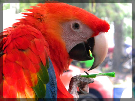 Parrot #1