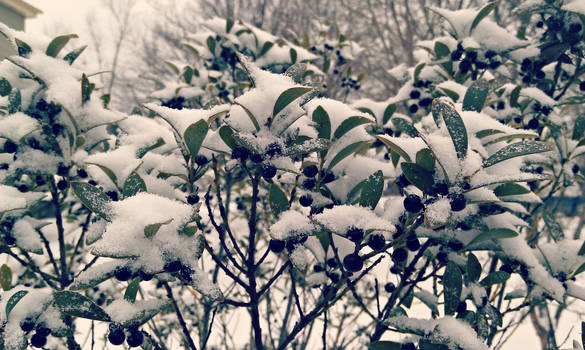 Snow Berries